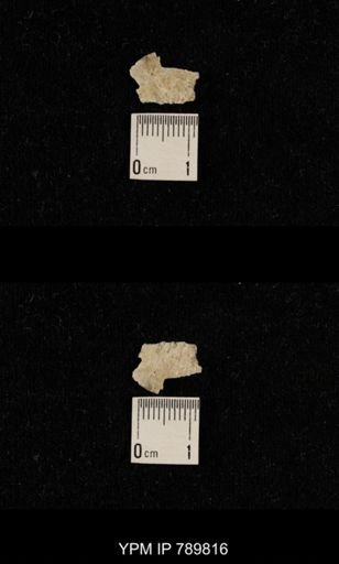 undet. Brachiopoda