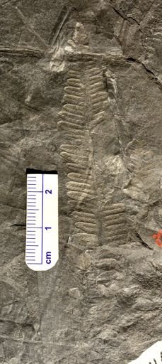 Pecopteris sp.
