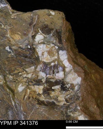 Scaphites sp.