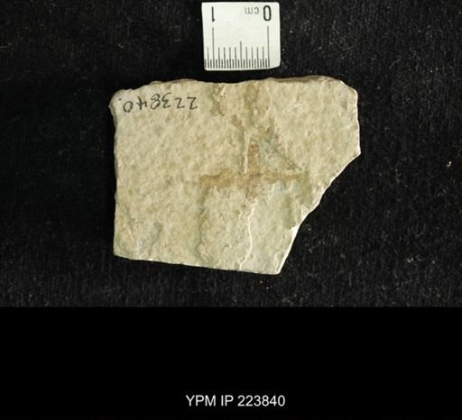 undet. Hexapoda