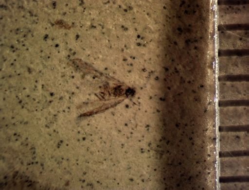 Aphididae?