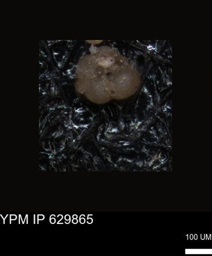 undet. Foraminiferida