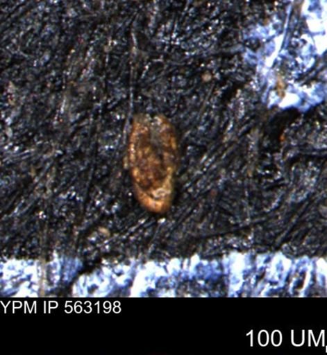 Miliammina manitobensis