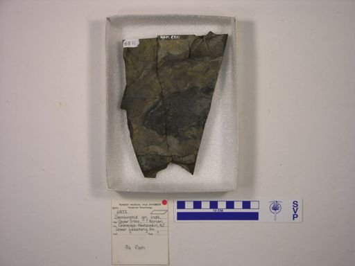 Semionotidae