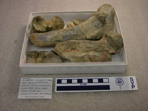 Vertebrata