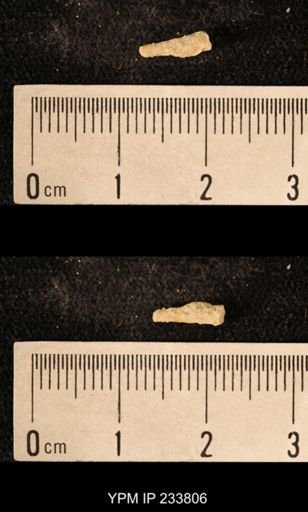 Archaeocidaris sp.