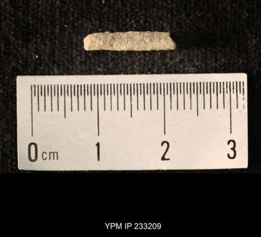 Archaeocidaris sp.