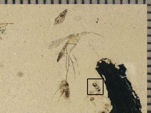 undet. Hymenoptera