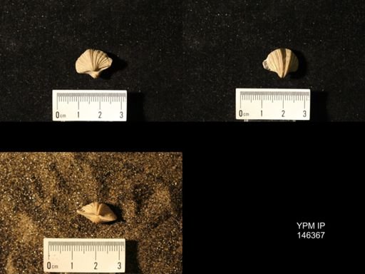 Spirifer cameratus