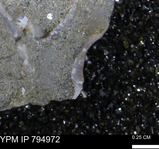 undet. Bivalvia