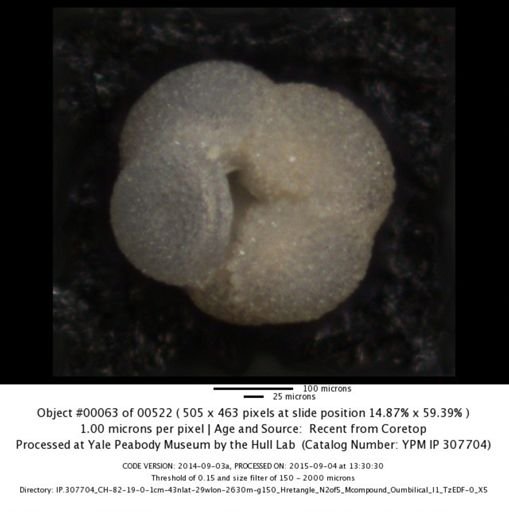 Neogloboquadrina incompta