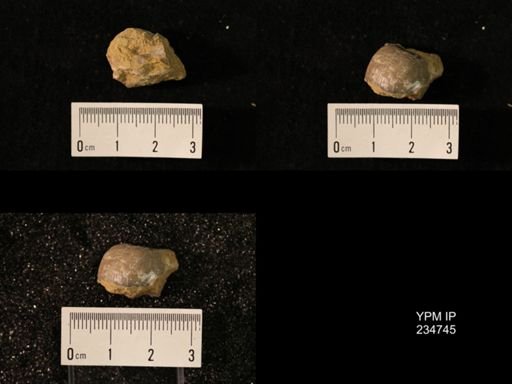 Marginifera splendens