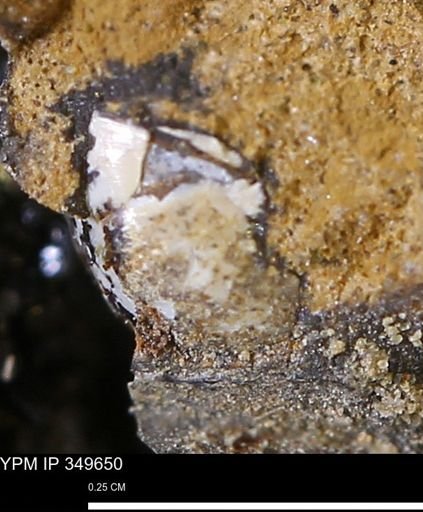undet. Mollusca