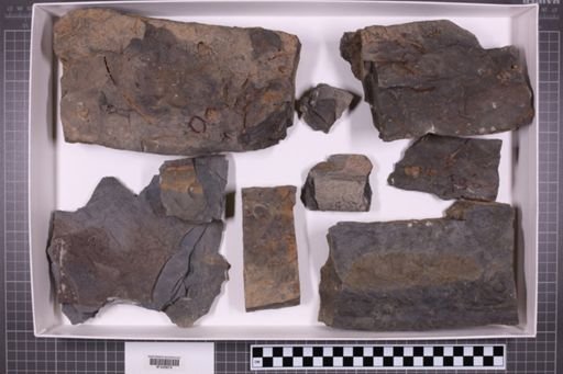 mixed taxa, stratigraphic collection