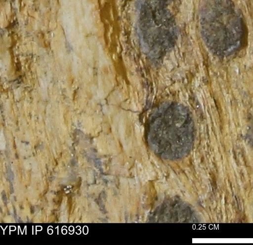 Teredo sp.