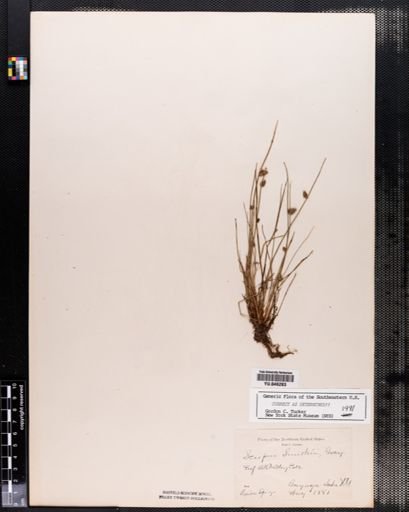 Scirpus smithii