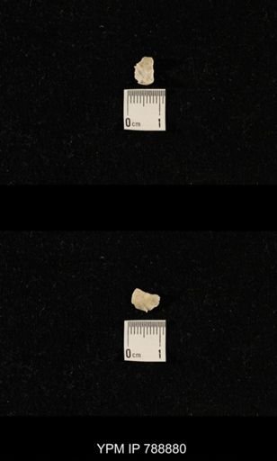 undet. Brachiopoda