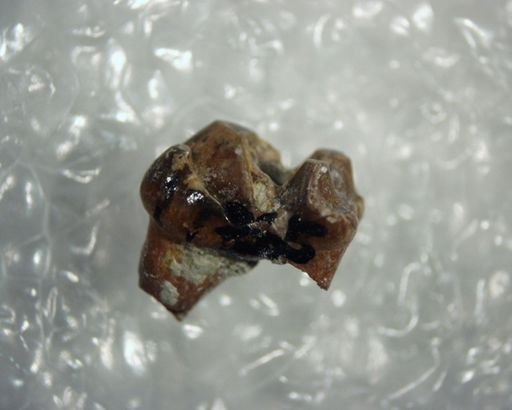Palaeosinopa sp.