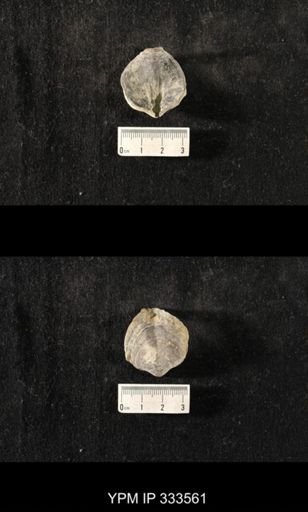 Athyris spiriferoides?