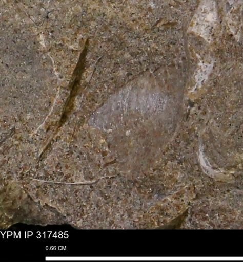 undet. Mollusca