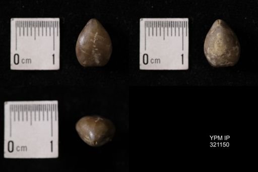 Dielasma sp.