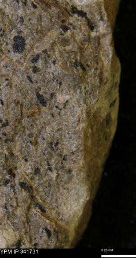Scaphites sp.
