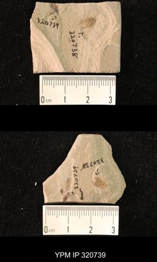 undet. Coleoptera
