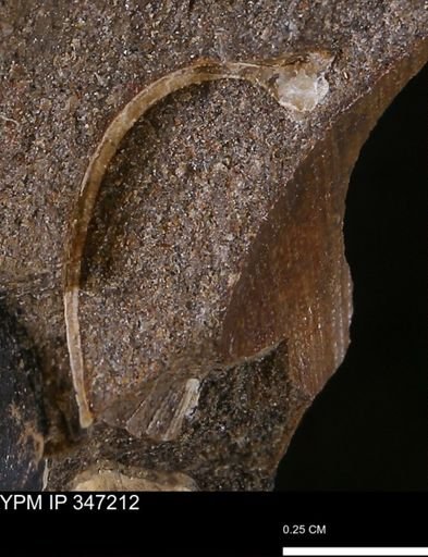 undet. Bivalvia