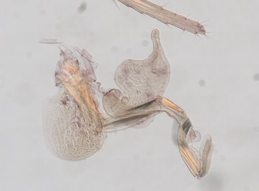 Arcitalitrus sylvaticus