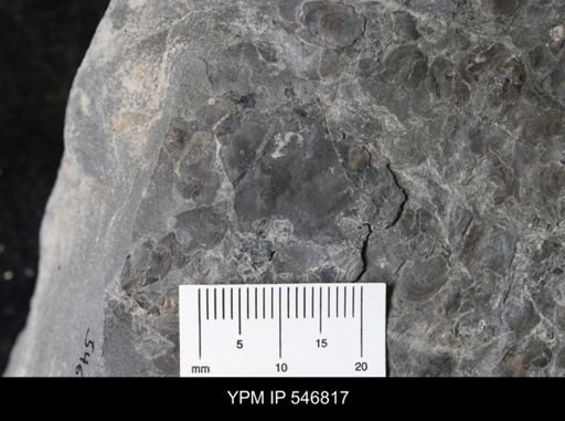 undet. Eurypterida