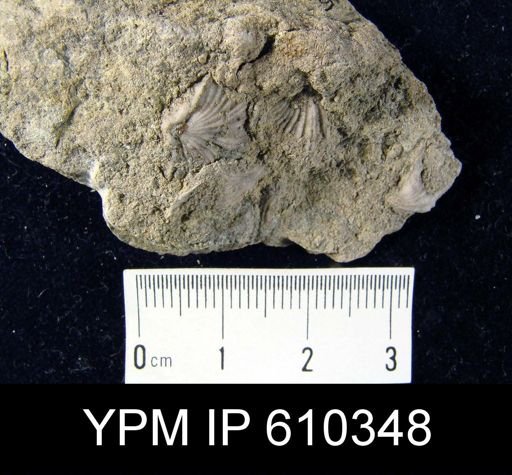 Atrypa marginalis