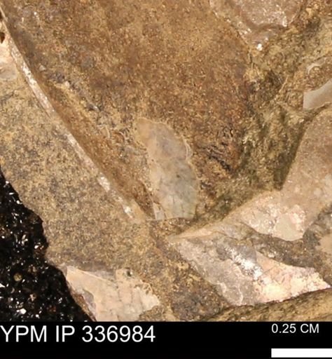 undet. Ammonoidea