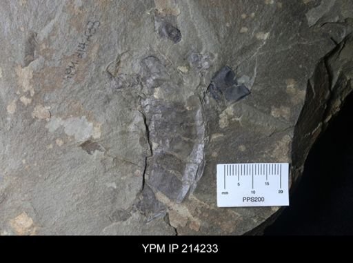 Mixopterus multispinosus