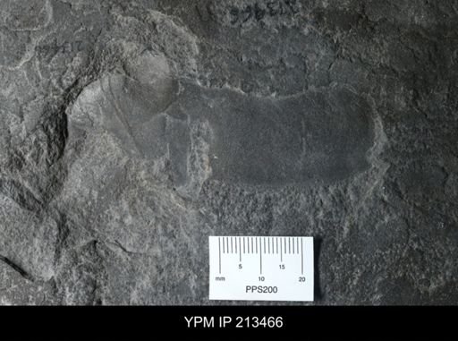 Rhinocarcinosoma sp.