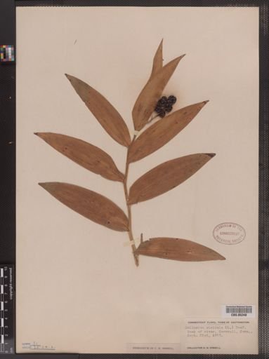 Maianthemum