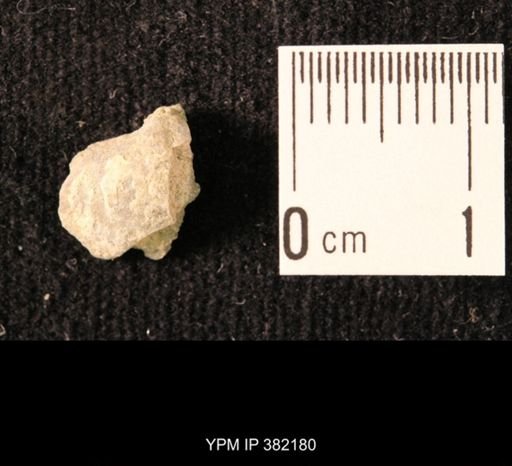 Ambocoelia planoconvexa