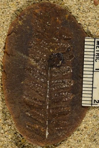 Pecopteris