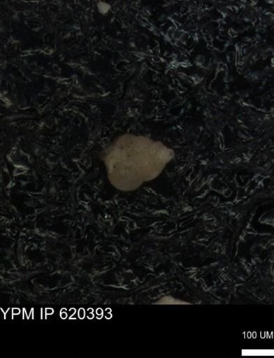 undet. Heterohelicidae
