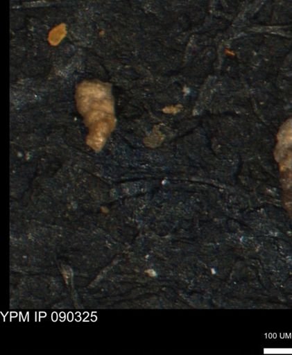 Verneuilinoides kansasensis