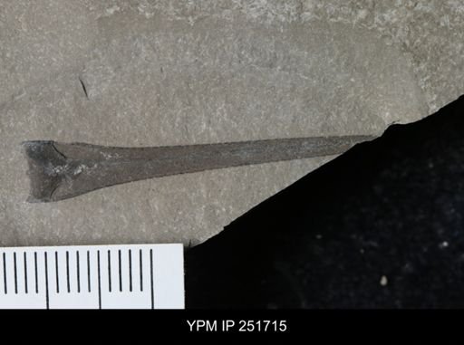 Eurypterus sp.