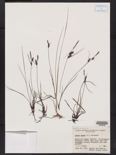 Carex nigra