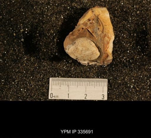 Linoproductus ovatus