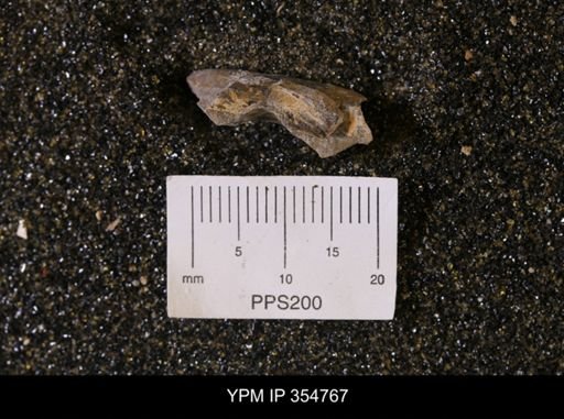 Pseudoptera subtortuosa