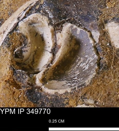 undet. Gastropoda