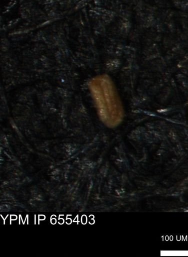 Verneuilina canadensis
