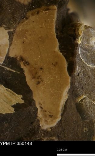 undet. Bivalvia
