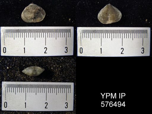 Dictyonella corallifera