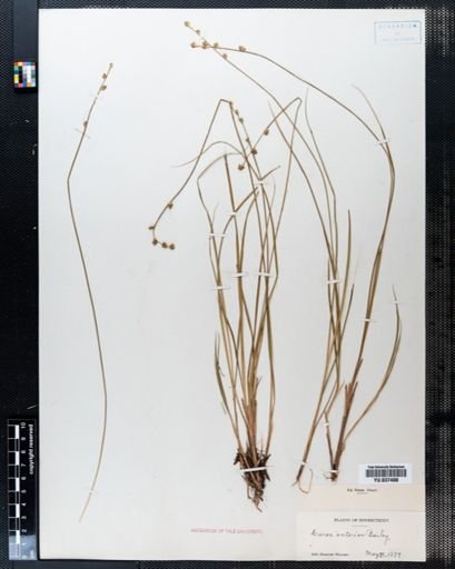 Carex interior