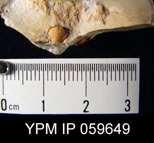 Anoplia nucleata