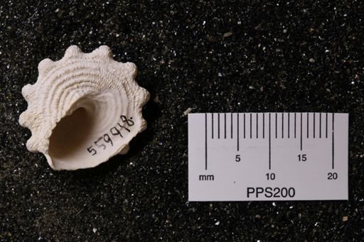 Astraea sp.
